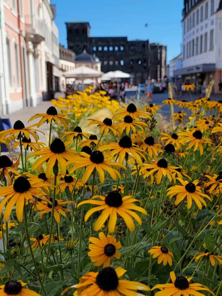 A large clump of black-eyed susan flowers with Porta Nigra in the background