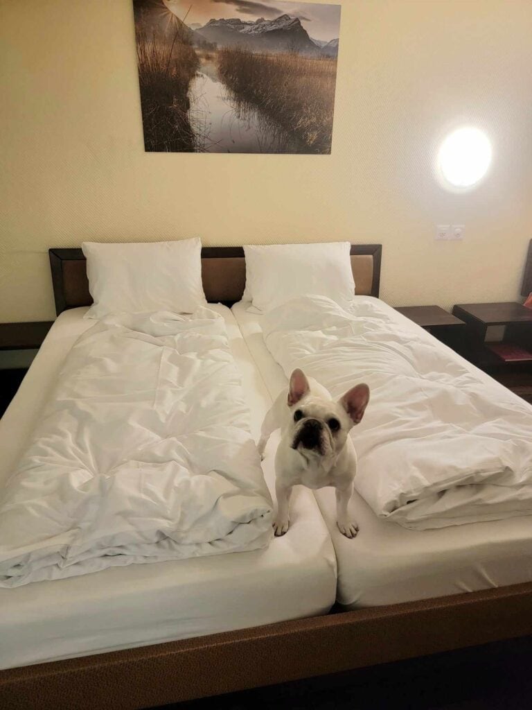 A white french bulldog stands on a bed  with white linens made in the european style - two twins pushed together with separate blankets