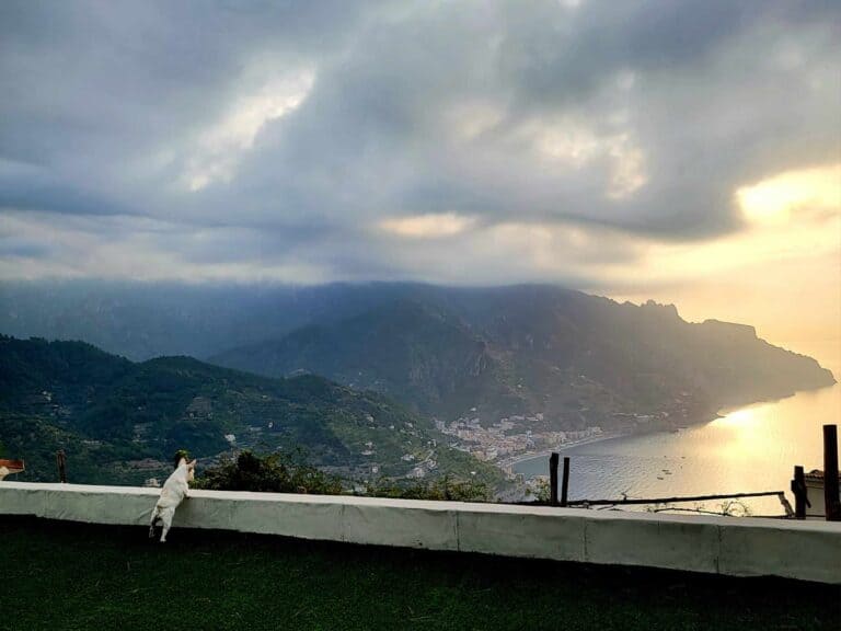 A small white french bulldog stands on her hind legs peering over a low wall of a terrace to look at the ocean in Ravello Italy