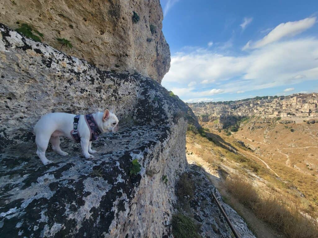 A french bulldog looks across the river to Matera