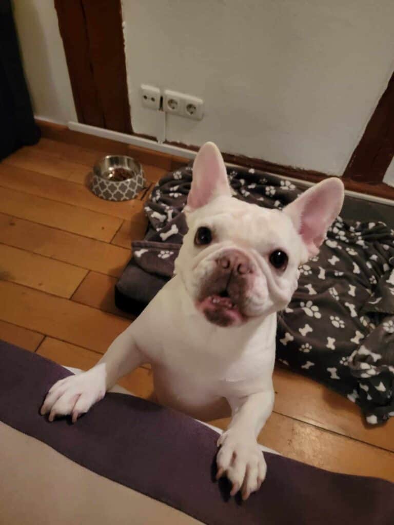 A french bulldog smiling in a hotel room with a blanket and dog bowl