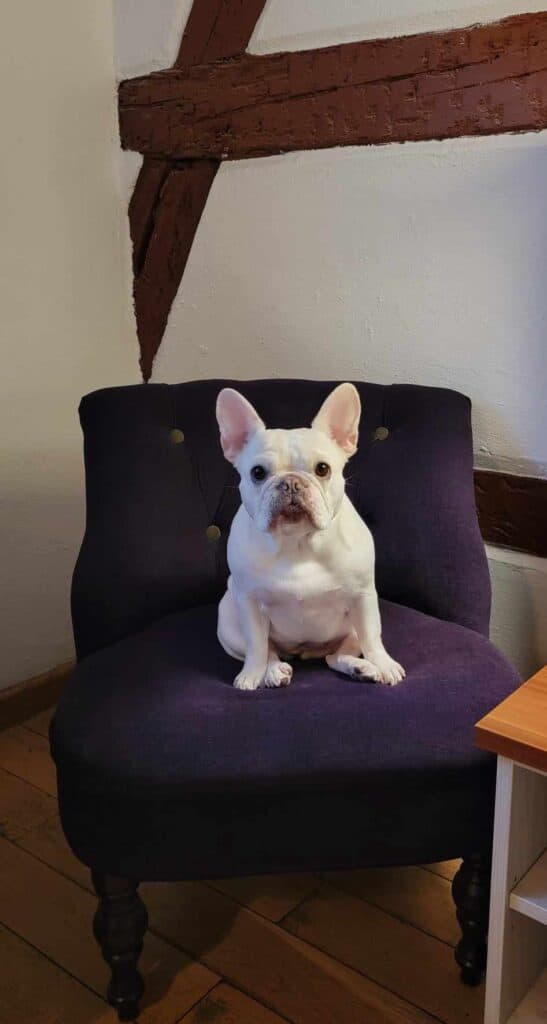 A dog sitting in a hotel room chair