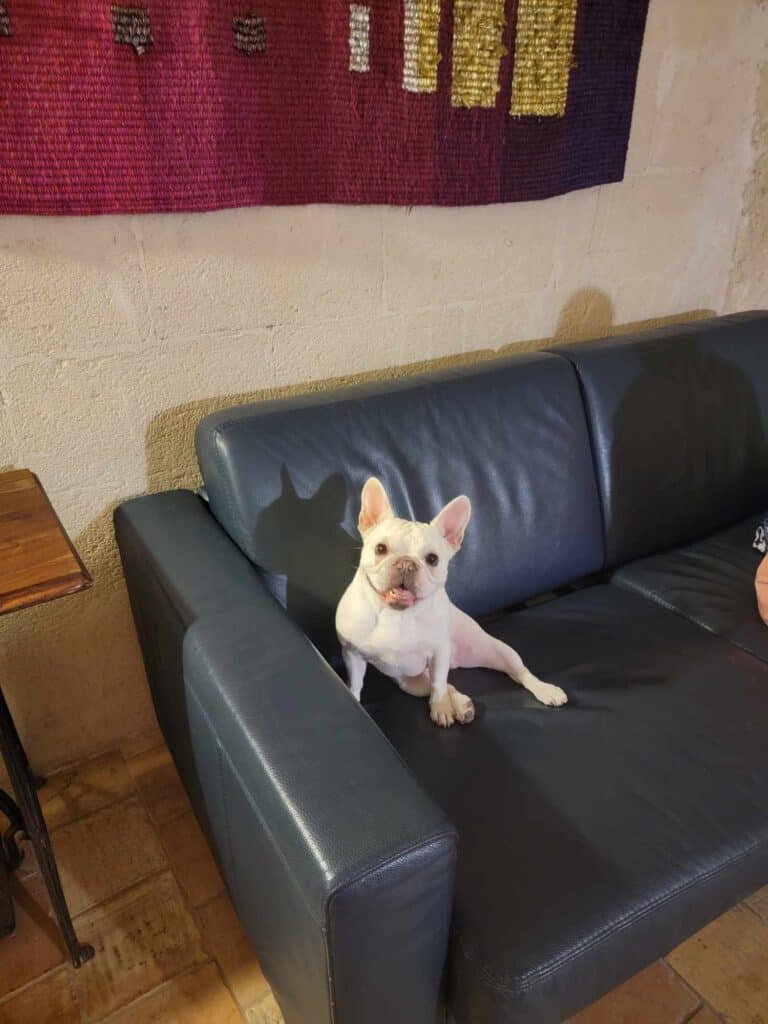 A french bulldog with a big smile sitting on a black vinyl couch