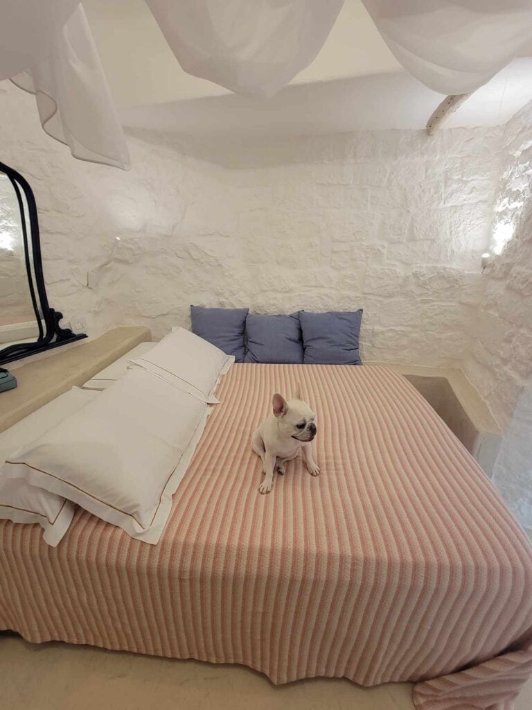 A white french bulldog sitting on a pink bed in a whitewashed stone room