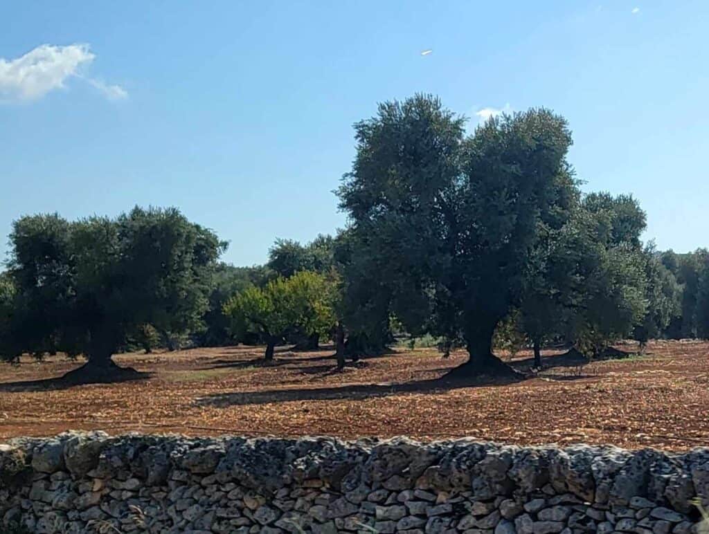 Olive trees in Ostuni, Italy