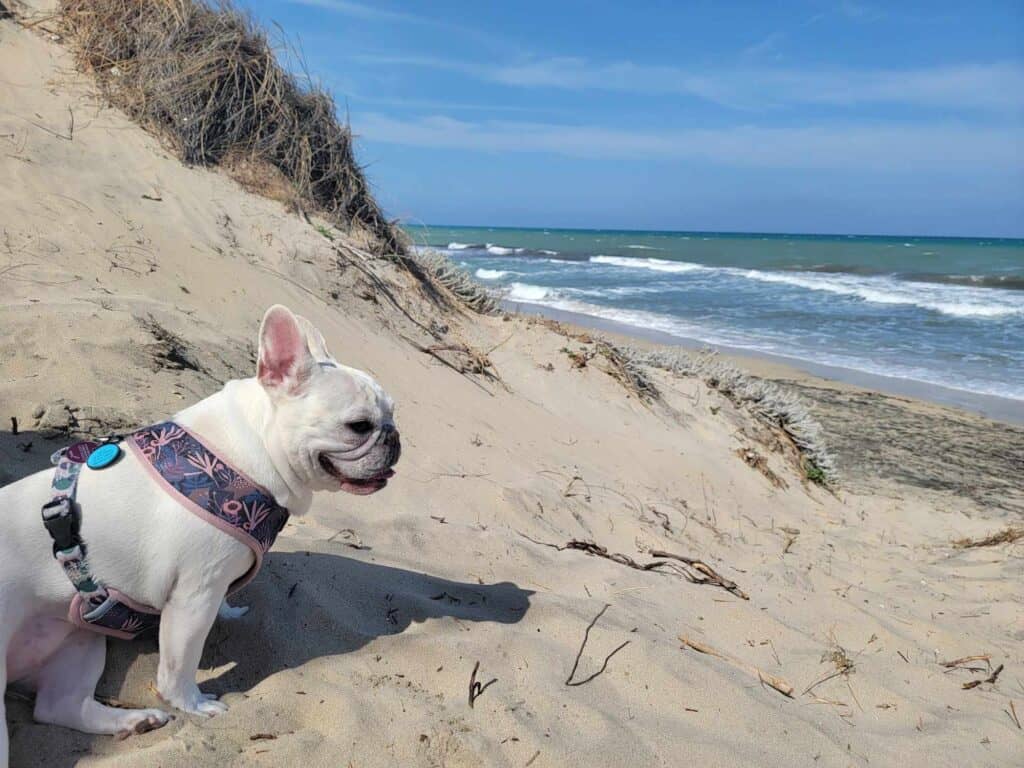 A white french bulldog sits on a white sand dune overlooking the blue-green Adriatic sea with waves under a blue sky