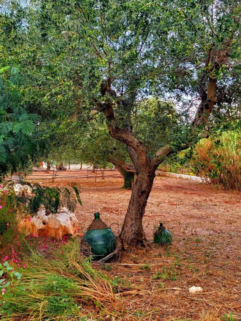 An olive tree and decorative landscaping at Petranima Wellness in Trulli