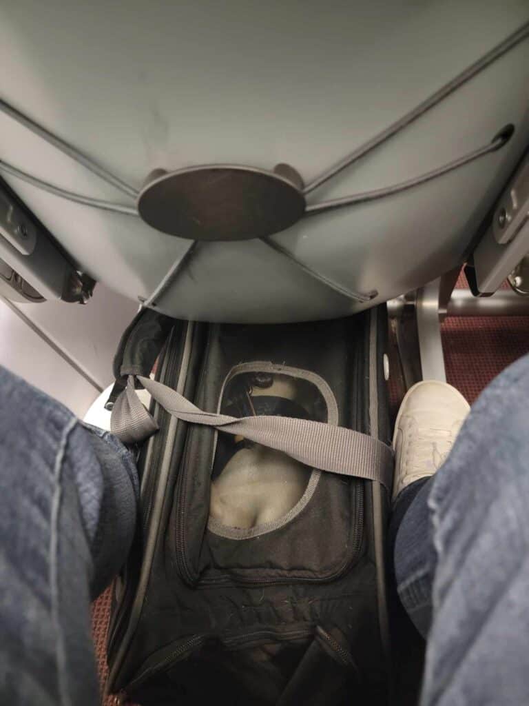 Small dog traveling on an airplane in the cabin