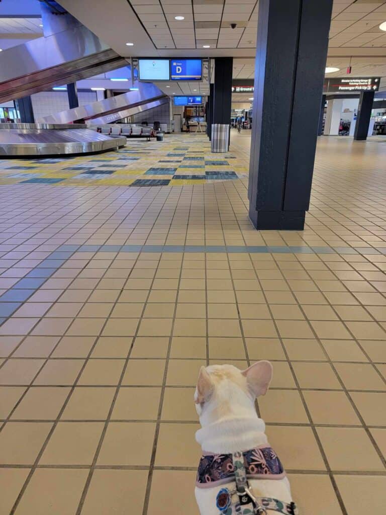 A small white french bulldog in a harness walking through an airport