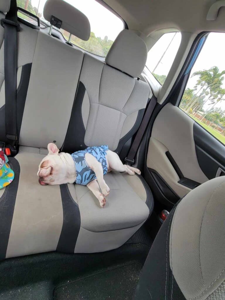 A french bulldog in a Hawaiian dress traveling in a car