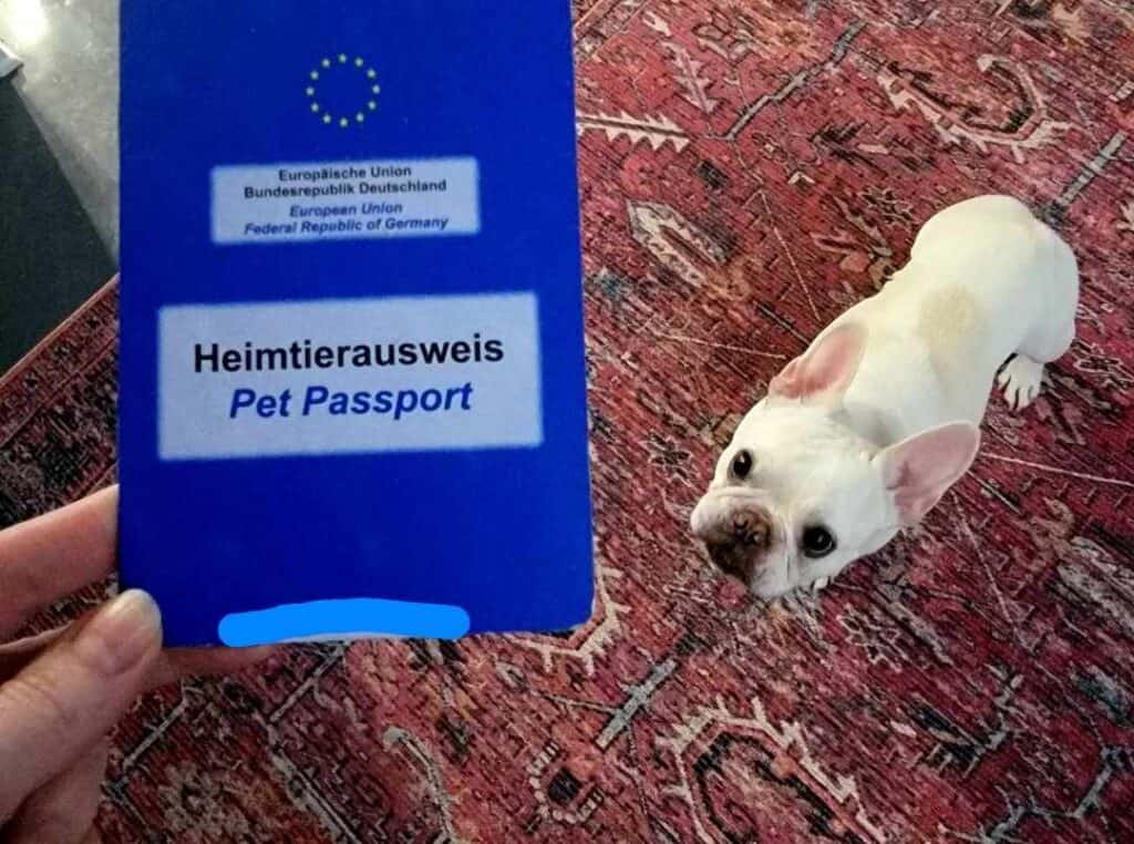 A small french bulldog stands on an oriental rug looking up at a woman holding her pet passport