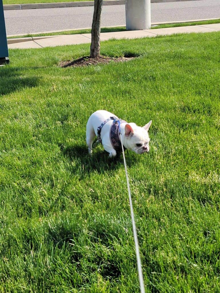 A dog explores the green space around a hotel