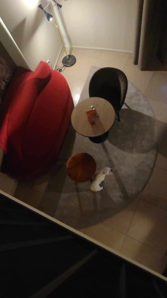 A view from above of a dog in the living area of a hotel room