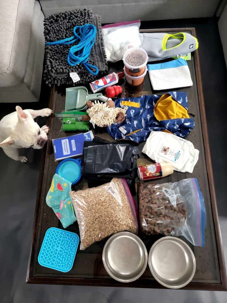 A french bulldog and the contents of her luggage preparing for travel