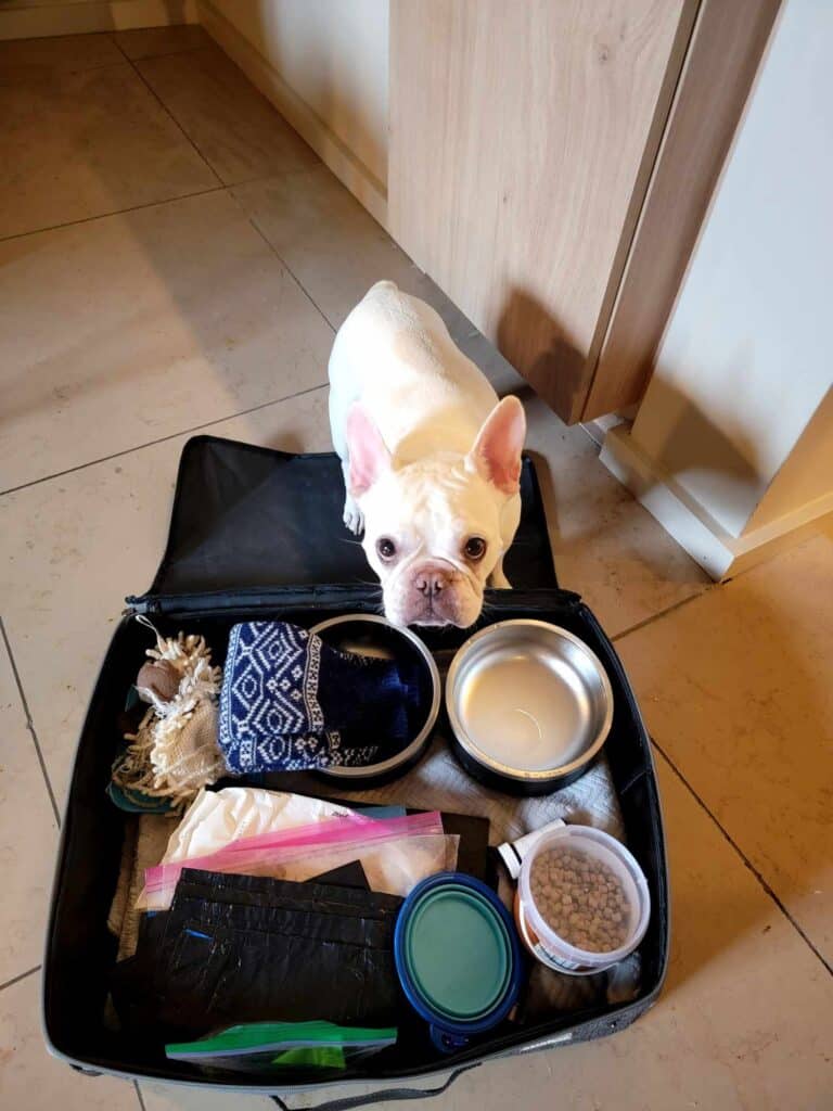 A french bulldog next to her suitcase packed for a trip