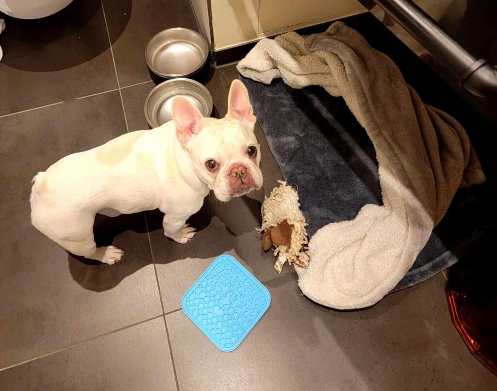 A dog in a hotel bathroom with dog bed, food bowls, and toys