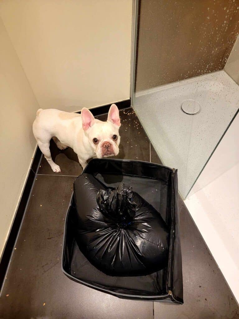 A dog with a litter box in a hotel bathroom