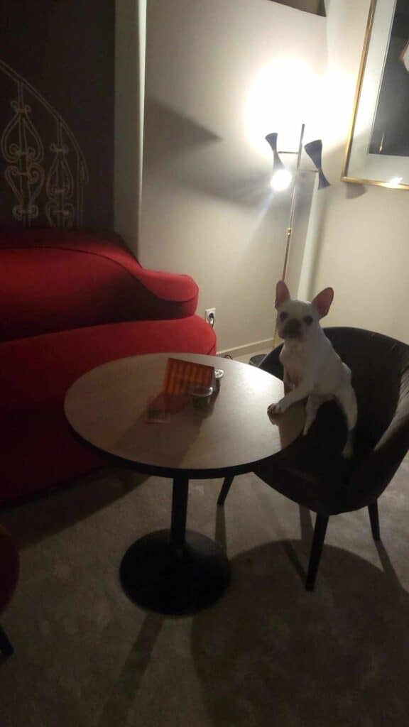 A dog sitting on a chair in a hotel room