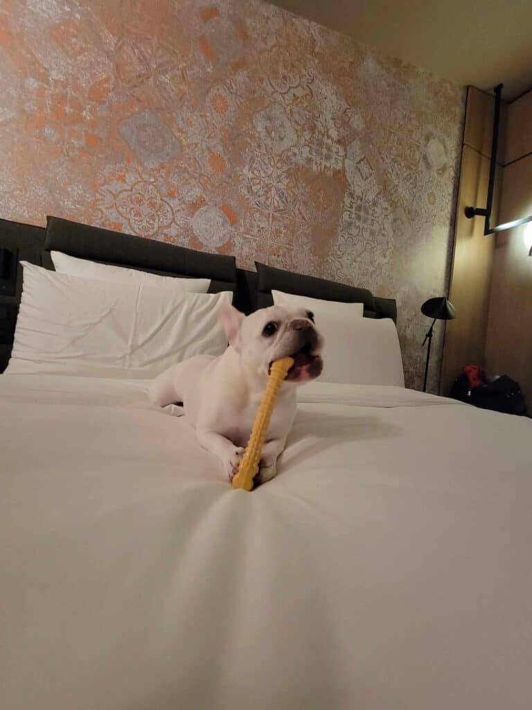 A french bulldog chewing a toy on a hotel bed