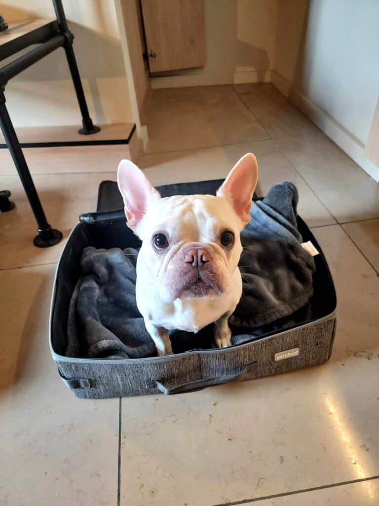 A dog sitting in a suitcase