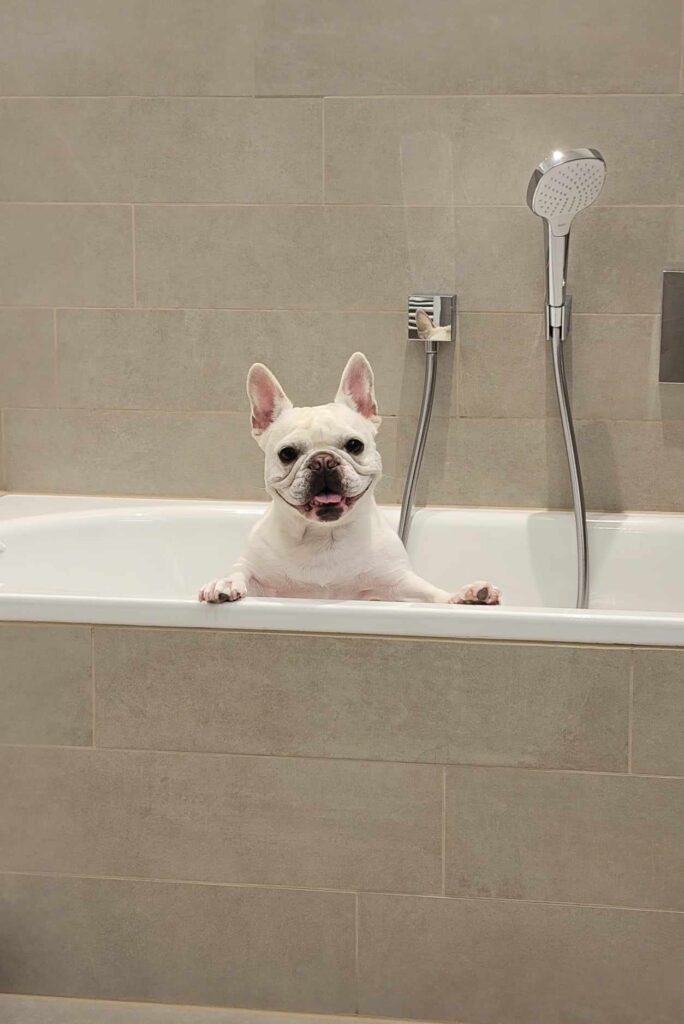 A happy dog in a hotel bathtub