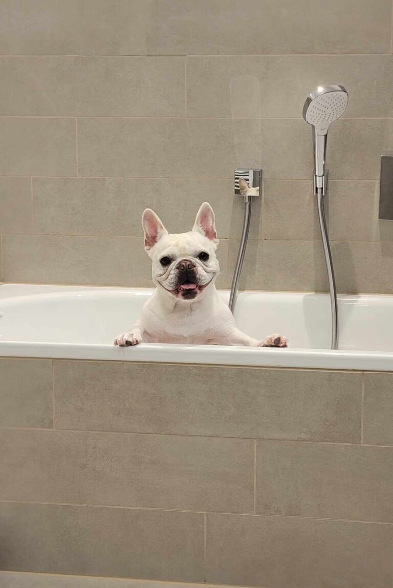 A french bulldog smiling in a bathtub at the Poznan Sheraton