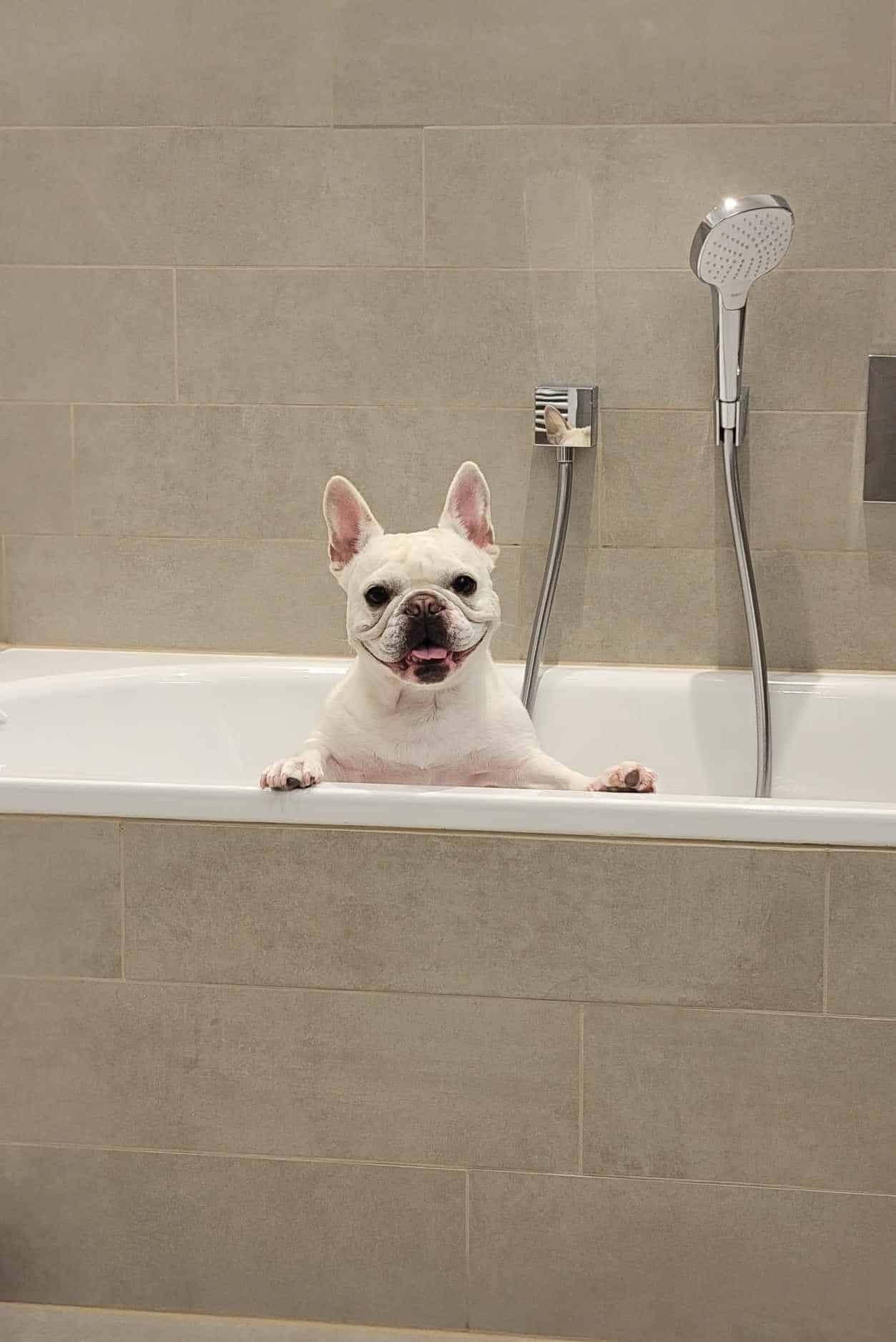 A french bulldog smiling in a bathtub at the Poznan Sheraton