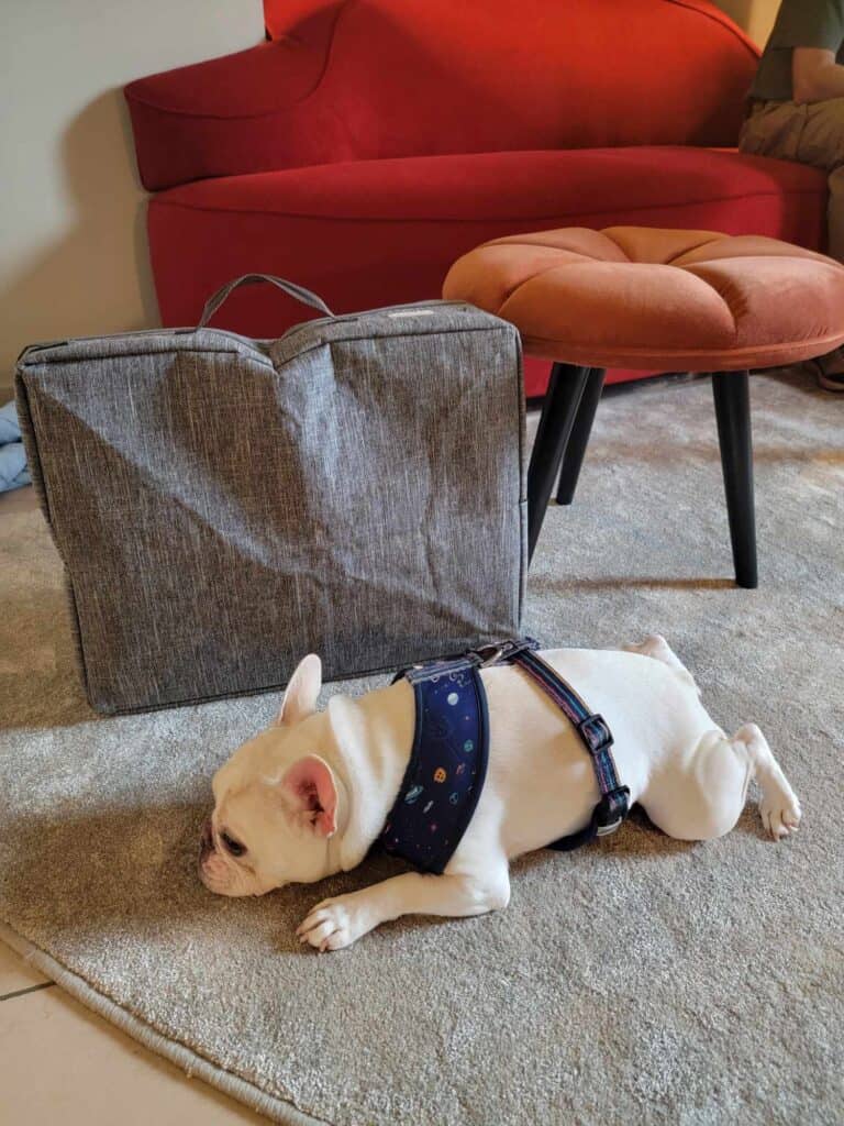 A french bulldog lying next to her suitcase in the dog-friendly Wasserturm Hotel