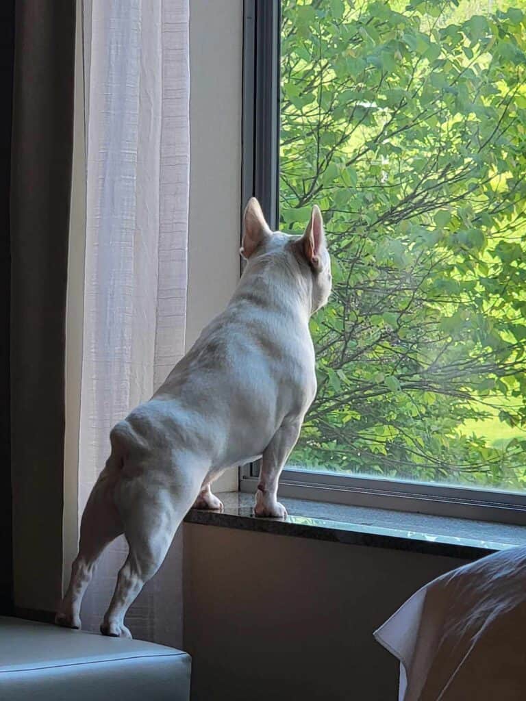 A dog looking out a hotel window