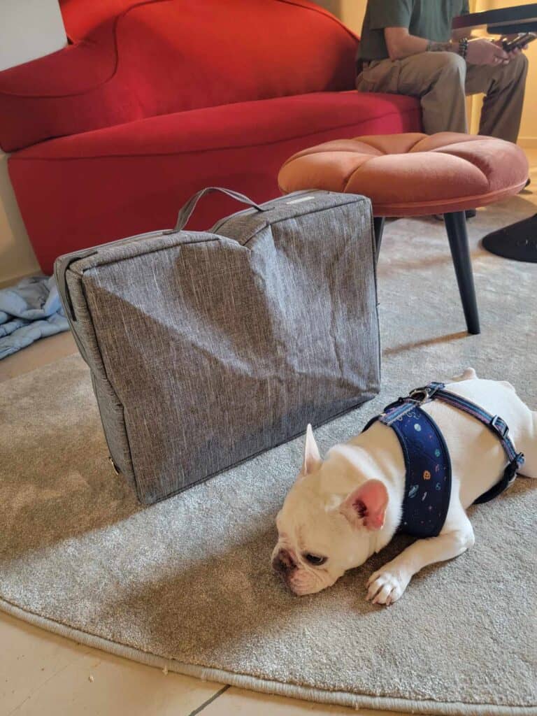 A french bulldog laying down next to her suitcase in a hotel room