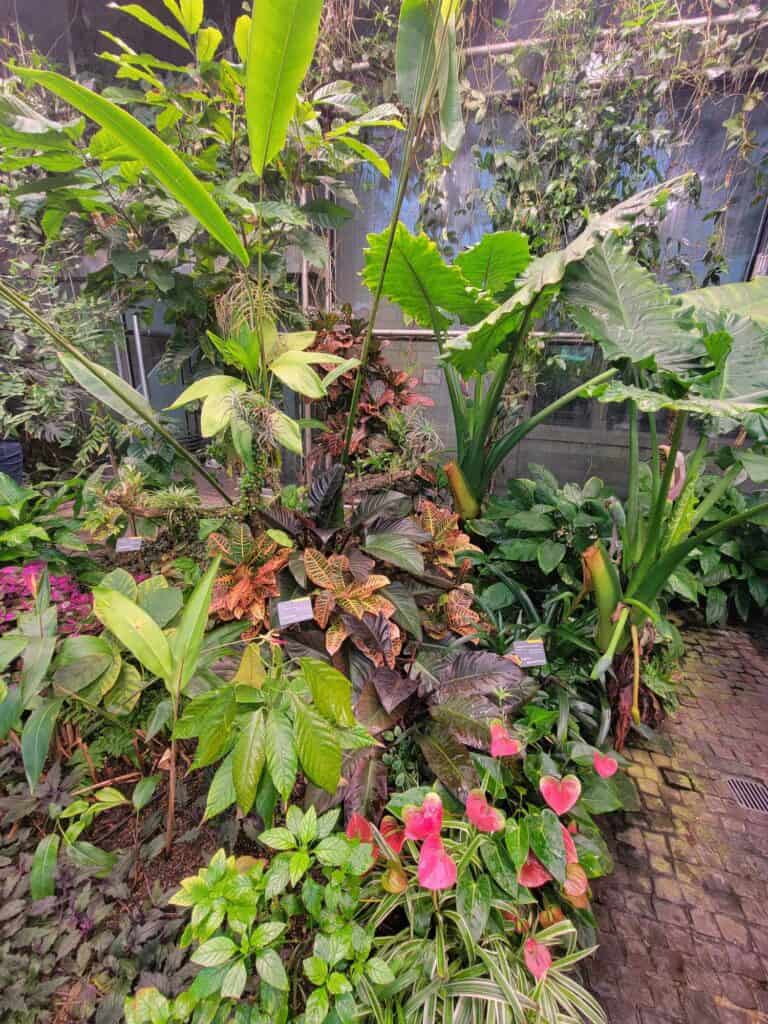 A rainforest habitat in the Chocolate Museum in Cologne with greenery and pink flowers blooming