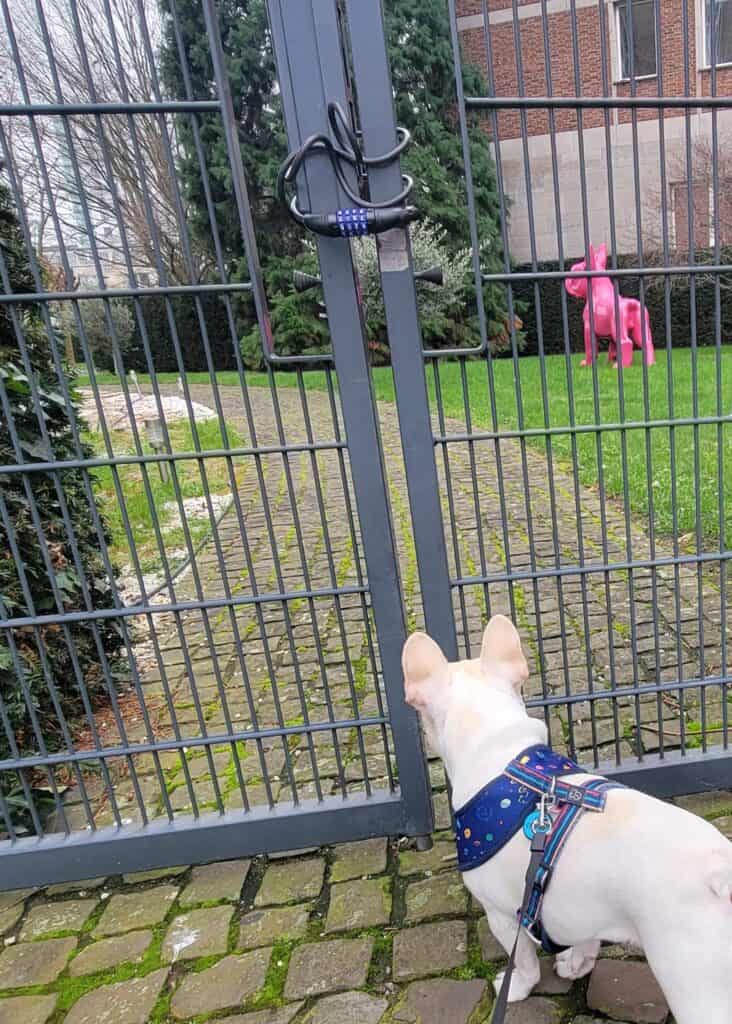 A french bulldog contemplates a state of a frenchie in Cologne