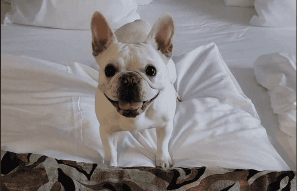 A smiling french bulldog on a hotel bed