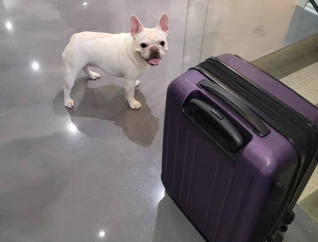 A happy dog standing next to a purple suitcase.