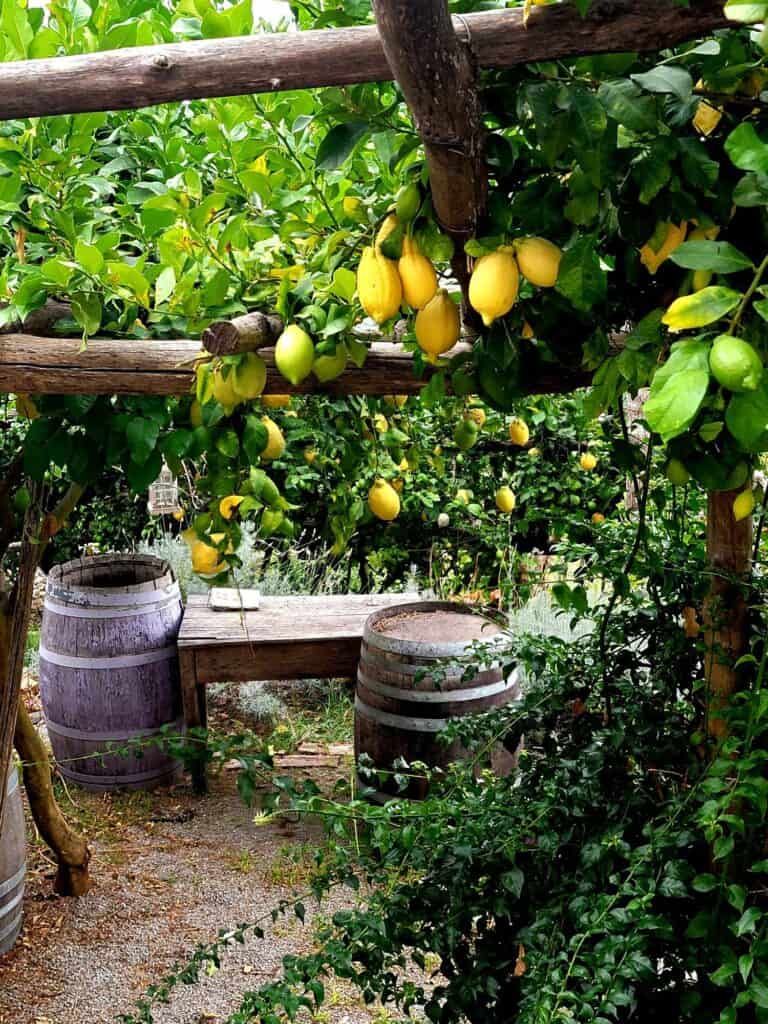 A beautiful lemon grove with a wooden bench