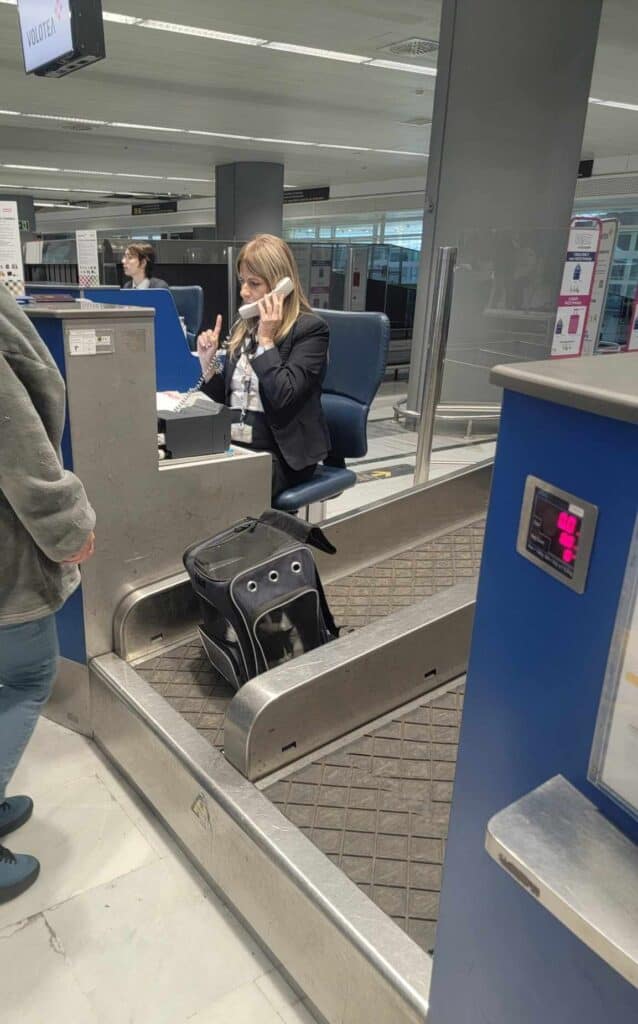 A cat being weighed before flying Volotea with a pet in cabin