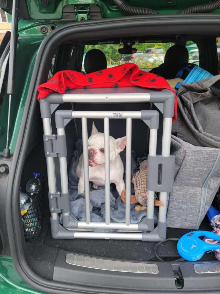 A white frenchie in the back of a car inside a sturdy dog crate