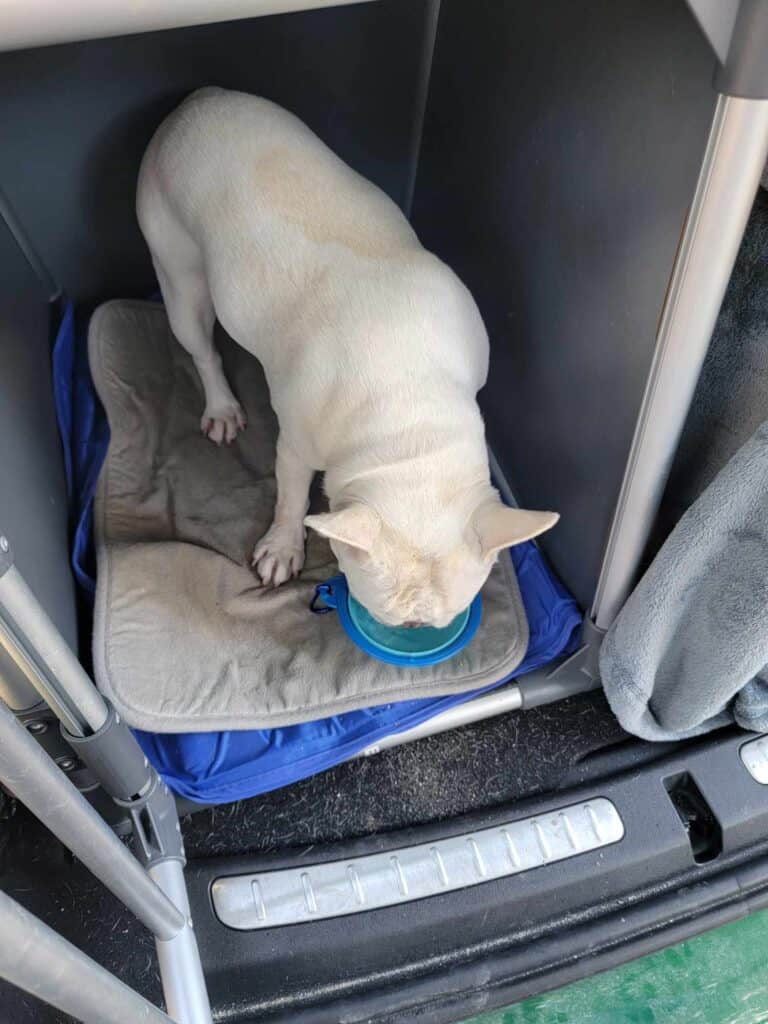 A white french bulldog in a travel kennel in the back of a car drinks water out of a blue rubber bowl