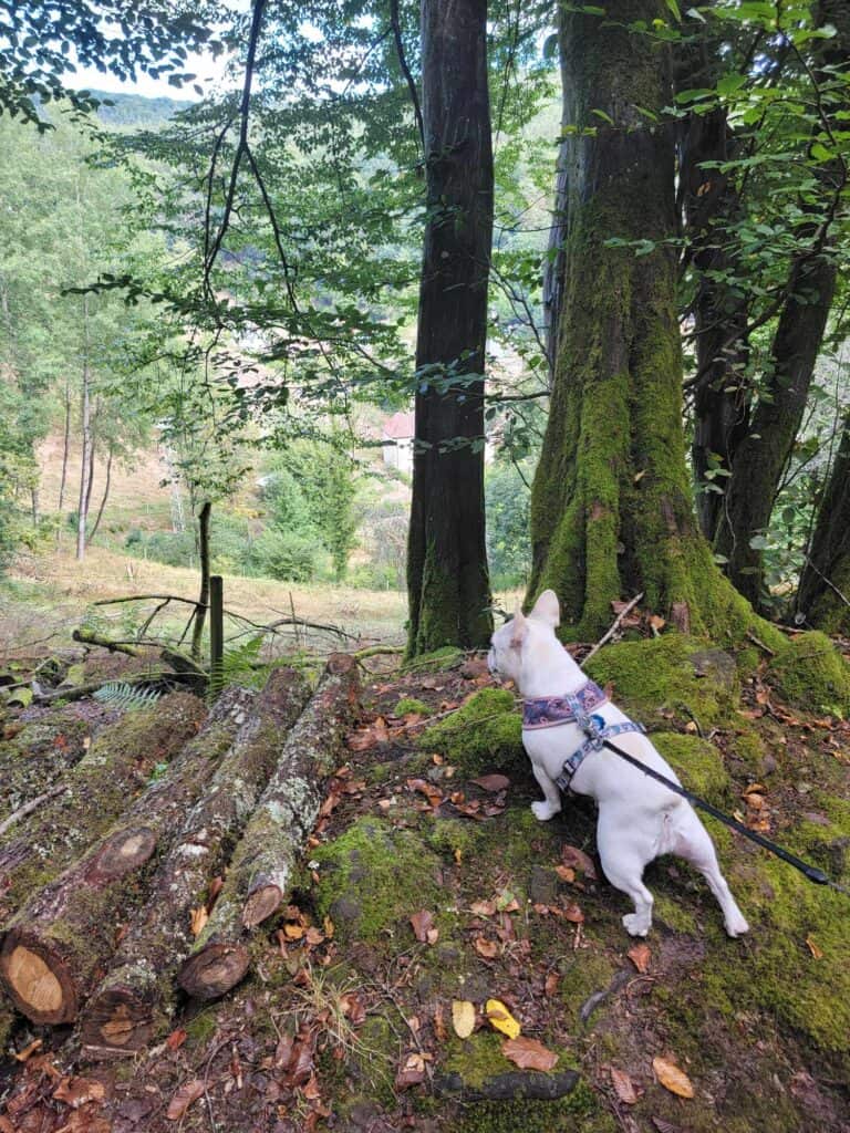 A white french bulldog stretches to look over a pile of logs to see what lies in the valley beyond