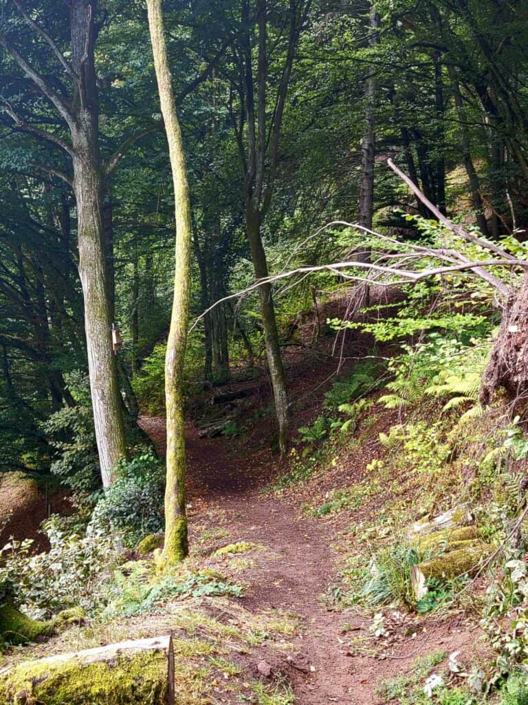 A dirt trail leads into a dark forest with trees overhanging