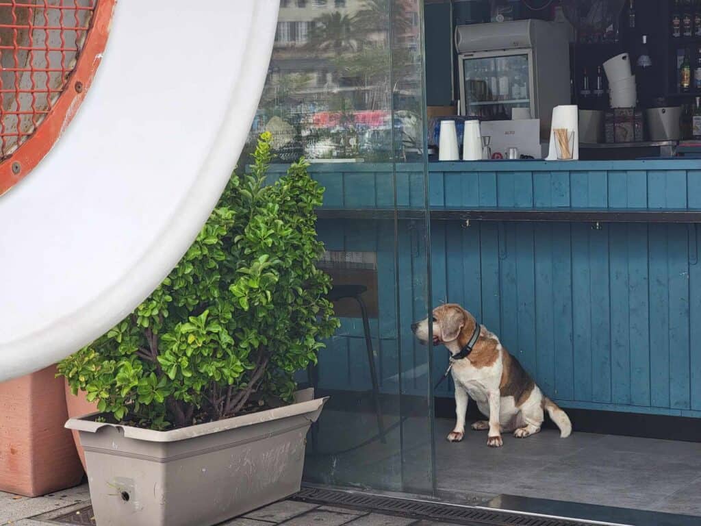 A blue wooden bar with a beagle sitting against it