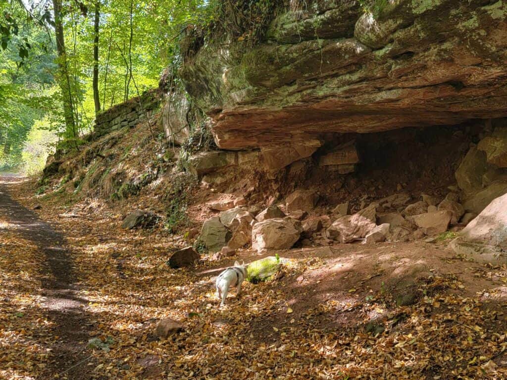 A white french bulldog examines a red sandstone shelf with a small cave and boulders underneath