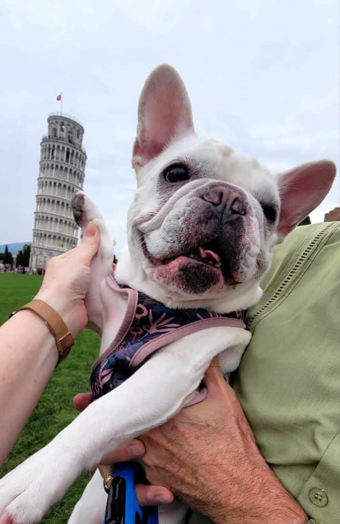 A french bulldog with her paw held up to look like it is leaning against the Leaning Tower of Pisa