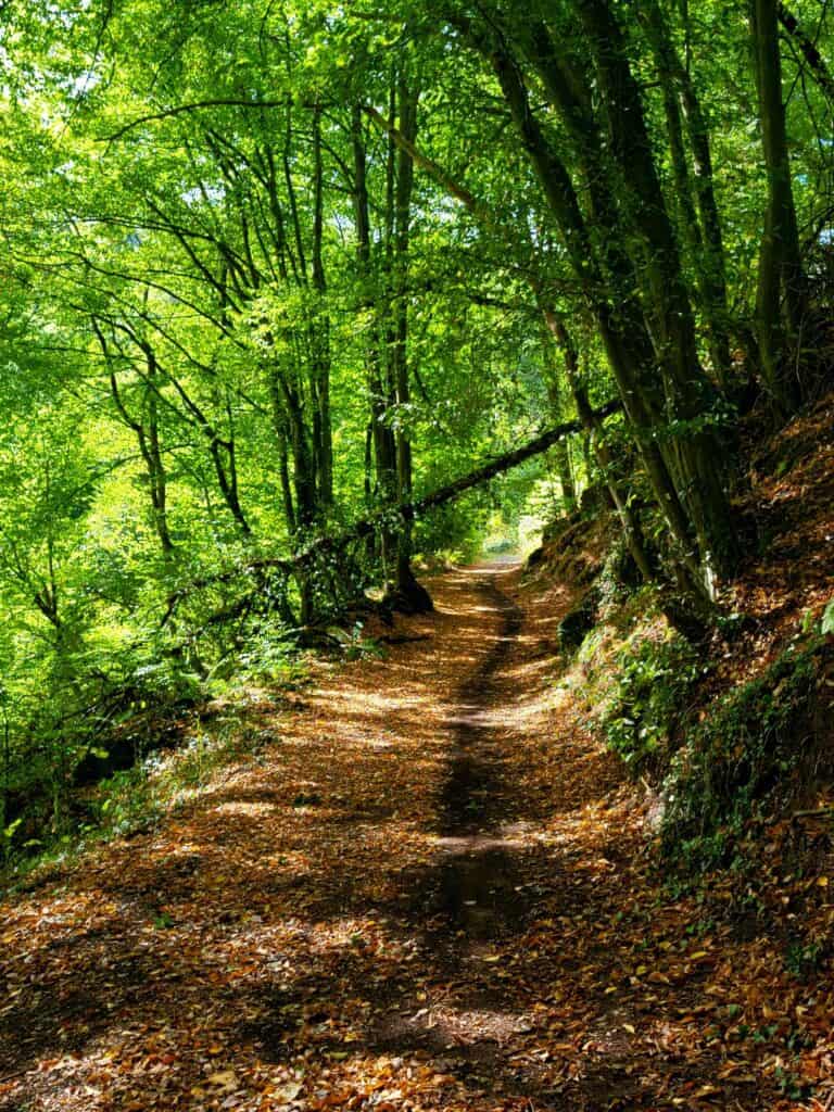 A wide trail covered in leaves and dappled with light. The leaves overhead are bright green