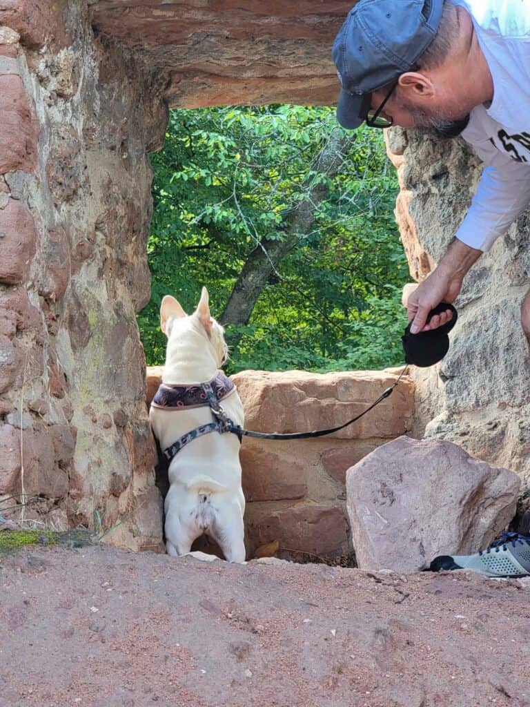 A french bulldog standing on her hind legs, looking out a castle window. A man leans into the frame holding the leash