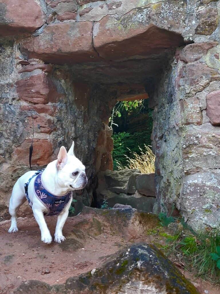 A french bulldog standing on a stone by a small castle window