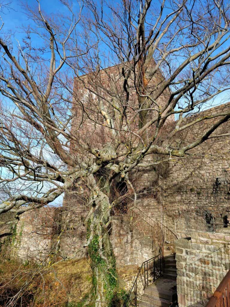 A huge sprawling tree grows in front of a brown stone castle keep