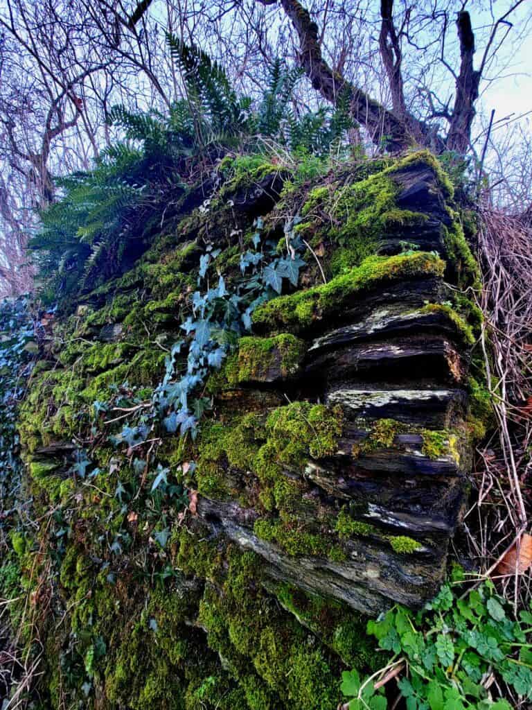 A stack of sedimentary rock covered with moss. Ferns grow on top