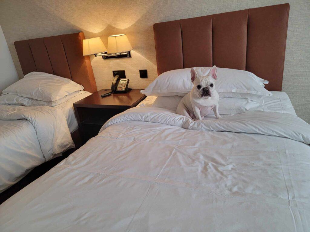 A white french bulldog sits on a made up bed with white sheets and a padded brown headboard