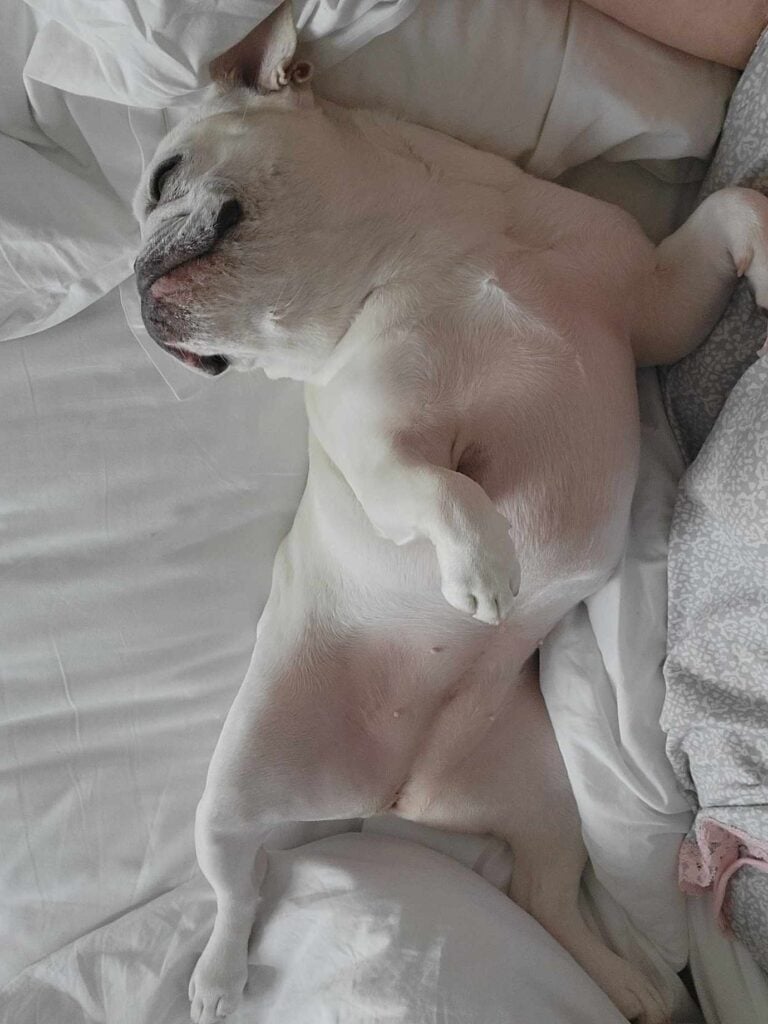 A french bulldog takes a snooze lying on her back on a bed made up with white sheets